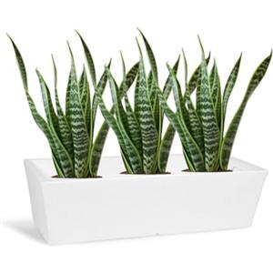 KLORIS Vaso Moderno Basso Fioriera Rettangolare mod DECO Cassetta Balcone e Giardino cm 87x37 altezza 22,5 cm MADE IN ITALY leggero e resistente colore Bianco