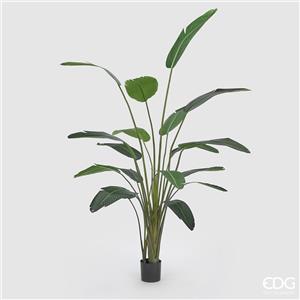 EDG Enzo De Gasperi Strelitzia Chic Artificiale Verde con Vaso Antracite H 245 cm
