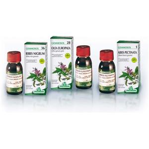 Specchiasol Gemmosol 50 Vischio - Integratore Alimentare in Soluzione 50ml per il Supporto Cardiovascolare