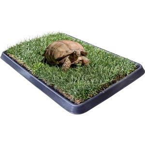 PetZolla Kit S Tartarughe PetZolla 60x40 cm - Terrario Tartarughe terra in Vera Erba Naturale con Vassoio Riutilizzabile - Casetta per tartarughe di terra Naturale - Dura fino a 5 mesi