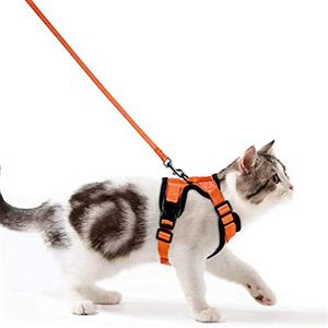 Wdmiya Pettorina per Gatti, Pettorina per Cani Taglia Piccola, Imbracatura per Gatti, Pettorina Gatto Antifuga, Collare Luminoso per Cani, Gatti Accessori (S, Arancia)