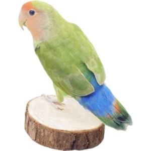 Westhood Posatoi per Uccelli Bird， Supporti Per Rami Accessori Per Gabbie Per Uccelli, Macinazione Delle Zampe, Per Parrocchetti Macaws Fringuelli Piccioncini