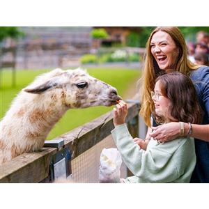 Smartbox Gita in fattoria con gli alpaca per tutta la famiglia
