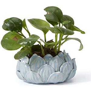 SEINHIJO Ceramica Vaso per Fiori Succulento Regali Statuetta Fiori Scultura Figurina Animale Statua Moderna Decorazione Arte Casa Ornamento Soprammobili Blu 15cm