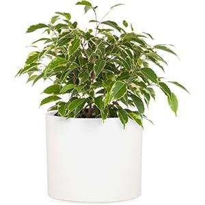 Fox & Fern Vasi da Esterno, Vasi per Piante da Esterno e Interno, Resistenti a Raggi UV e al Gelo, Vaso Grande da Interno con Tappo di Scarico, Fioriera da Esterno in Fiberstone, Vaso Singolo