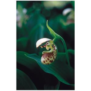 NATUR Srl Northen Lady's Slipper 7,4 ml - Essenza Floreale dell'Alaska per Guarigione e Connessione Spirituale