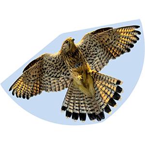 GÜNTHER FLUGSPIELE 1230 - Aquilone per bambini con motivo a falco, aquilone a linea singola in robusto foil di PE, per bambini a partire da 4 anni, dimensioni circa 92 x 62 cm