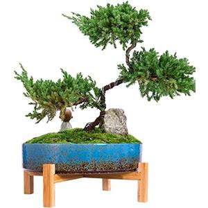 ARTKETTY Vasi per piante - Vaso bonsai in ceramica da 29 cm con drenaggio, grande vaso per piante grasse per interni, cactus, giardino, vaso decorativo con supporto