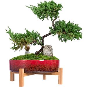 ARTKETTY Vaso per piante grasse grande con drenaggio Vaso per bonsai in ceramica con supporto, contenitore per piante per fiori di cactus poco profondo per l'arredamento dell'ufficio domestico (rosso)