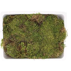 KENTIS - Muschio Vivo Fresco per Terrario Kokedama Presepe - Muschio a Strati Vero per Terrarium - 3 Confezioni da 39,5x29,5 cm H 14,5 cm
