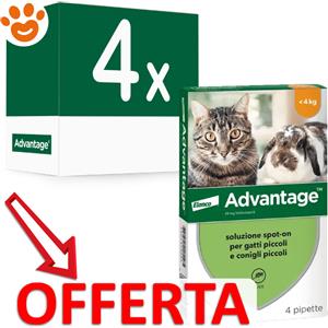 Elanco Cat Advantage per Gatti e Conigli (<4kg) - Offerta [PREZZO A CONFEZIONE] Quantità minima 4, Confezione da 4 Pipette