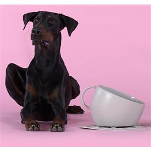 UNITED PETS Set Cup Ciotola Grande e Tappetino Sottociotola Grigio, Ciotola di Design per Cani, Made in Italy, per cani di taglia media e grande, Antiscivolo, Antischizzo, 100% Plastica Riciclata