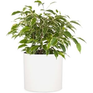 Fox & Fern Vasi da Esterno, Vasi per Piante da Esterno e Interno, Resistenti a Raggi UV e Gelo, Vaso Grande da Interno con Tappo di Scarico, Fioriera da in Polystone, Vaso da Singolo